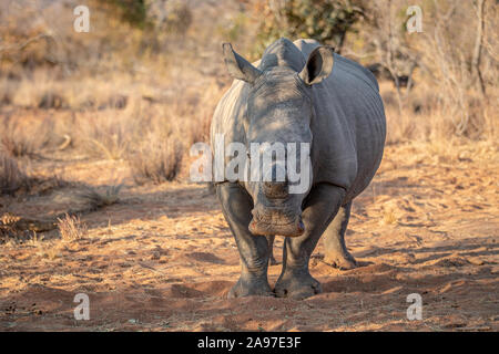 Dehorned White rhino starring at the camera, South Africa. Stock Photo