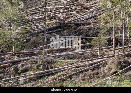 Fallen tree trunks in the forest after wind storm Stock Photo