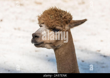 Llama head closeup Stock Photo
