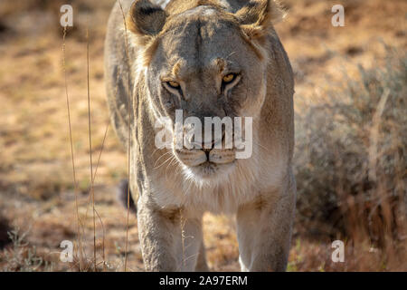 Lioness walking towards the camera in the Welgevonden game reserve, South Africa. Stock Photo