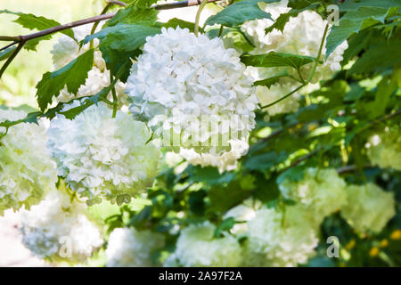 Snowball hydrangea Stock Photo