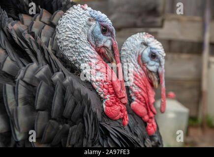 Pair of male domestic turkey in farmyard Stock Photo