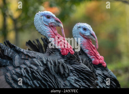Pair of male domestic turkey in farmyard Stock Photo
