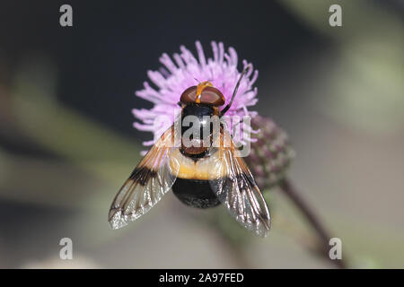 Volucella pellucens, known as the Pellucid Fly or Large Pied-hoverfly Stock Photo