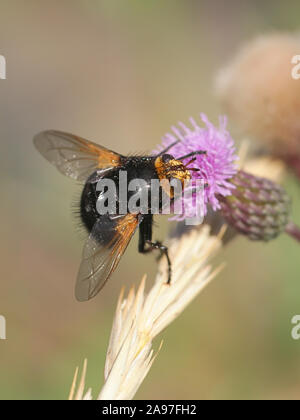 Volucella pellucens, known as the Pellucid Fly or Large Pied-hoverfly Stock Photo