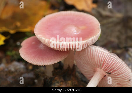 Mycena rosea, known as the rosy bonnet, pink mushroom from Finland Stock Photo