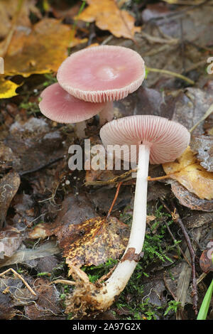 Mycena rosea, known as the rosy bonnet, pink mushroom from Finland Stock Photo