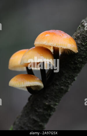 Flammulina velutipes, known as enokitake, futu, seafood mushroom, winter mushroom, winter fungus, velvet foot, velvet stem, velvet shank, growing wild Stock Photo