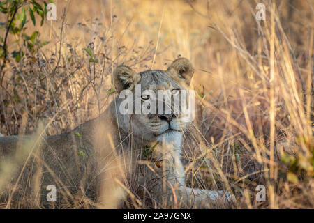Lioness laying in the grass in the Welgevonden game reserve, South Africa. Stock Photo