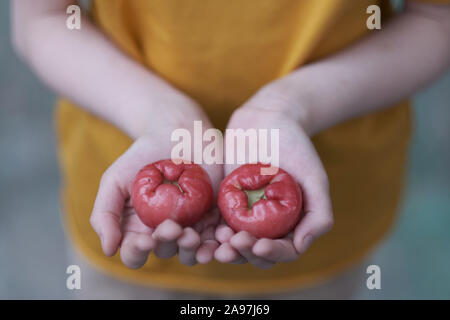 Fruits of a wax apple chompu in the palms of a child Stock Photo