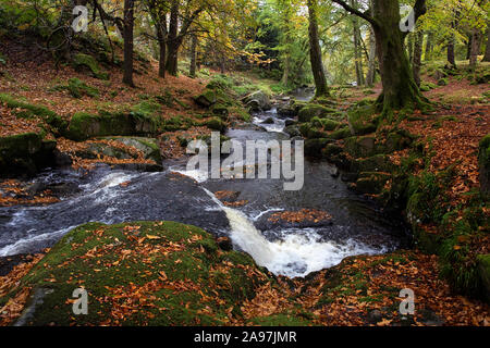 River and autumn forest in Cloghleagh Glen in Wicklow Mountains National Park, Ireland Stock Photo