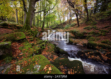 River and autumn forest in Cloghleagh Glen in Wicklow Mountains National Park, Ireland Stock Photo