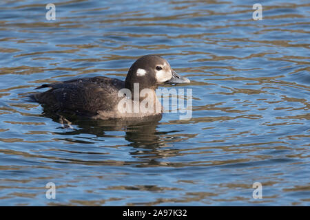 Kragenente, Kragen-Ente, Weibchen, Histrionicus histrionicus, harlequin duck, lords and ladies, painted duck, totem pole duck Stock Photo