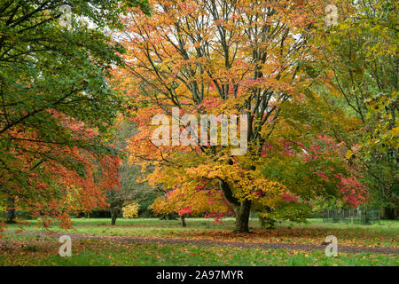 Acer Palmatum ‘Amoenum’. Japanese maple ‘Amoenum’ trees in autumn at Westonbirt Arboretum, Cotswolds, Gloucestershire, England