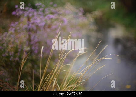 Dry grass grow on the pond in cloudy autumn day Stock Photo