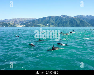 'South Island in new Zealand.  Snorkeling with wild dolphins. Very Magical moments surrounded by hundreds of doplhin' Stock Photo