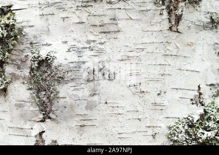 White birch tree bark with lichen growing on it. Close-up natural background texture Stock Photo