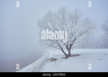 Winter river with a lone tree covered with hoarfrost on the shore Stock Photo