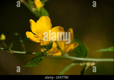 Kerria japonica,Japanische Kerrie,Ranunkelstrauch,Goldroeschen,Kerria Stock Photo