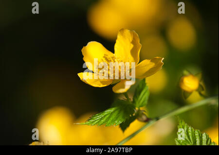 Kerria japonica,Japanische Kerrie,Ranunkelstrauch,Goldroeschen,Kerria Stock Photo