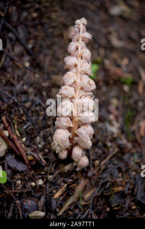 Lathraea squamaria ssp. Squamaria,Gewoehnliche Schuppenwurz,Common toothwort Stock Photo