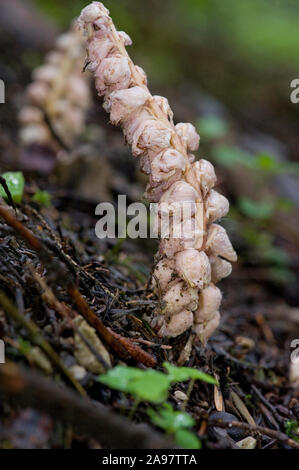 Lathraea squamaria ssp. Squamaria,Gewoehnliche Schuppenwurz,Common toothwort Stock Photo