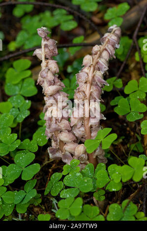 Lathraea squamaria ssp. Squamaria,Gewoehnliche Schuppenwurz,Common toothwort Stock Photo