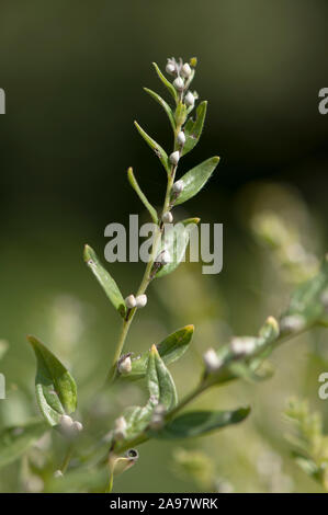 Lithospermum officinale,Echter Steinsame,European stoneseed,common gromwell Stock Photo