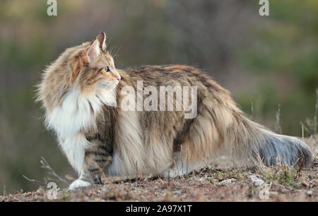 A beautiful norwegian forest cat female outdoors looking over her shoulder Stock Photo