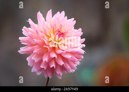 Beautiful Pink Dahlia Flower Closeup Stock Photo