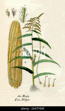 maize, corn Zea mays,  (botany book, 1850) Stock Photo