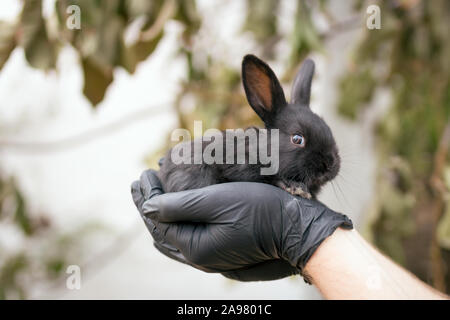 Hands in gloves hold a small black rabbit. Biological research concept. Stock Photo