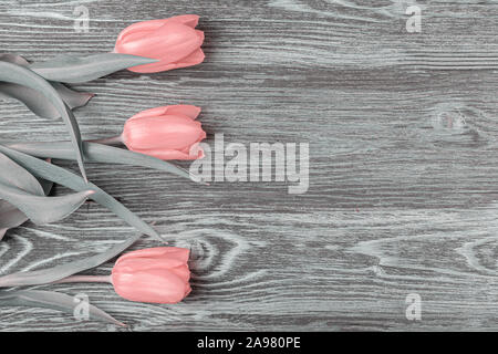 Ornament of pink tulips on gray boards. Stock Photo