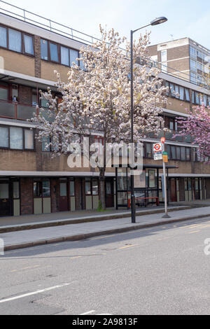 Urban Prunus 'Amanogawa' Japanese flowering cherry tree, Hoxton, London N1 Stock Photo