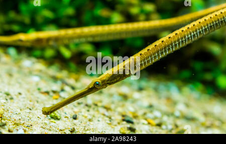 closeup of the face of a asian longsnouted river pipefish, tropical fish specie from the rivers of Asia Stock Photo