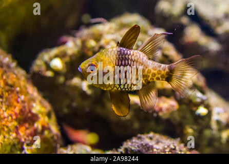 pajama cardinalfish in closeup, popular aquarium pet from the pacific ocean Stock Photo