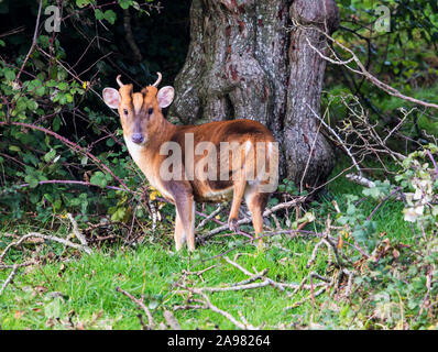 Muntjac buck in the Cotswold Hills Stock Photo