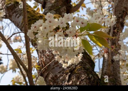 Flower details of an urban Prunus 'Ukon' cherry tree, Highgate, London N6 Stock Photo