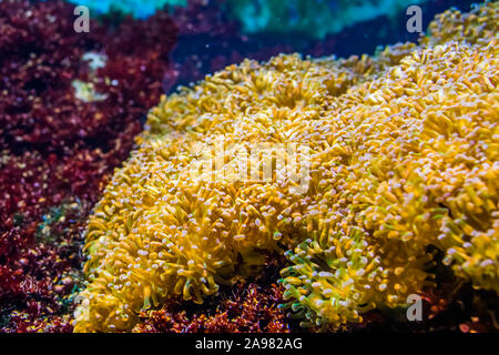 euphyllia sea anemone bed, stony coral specie, popular aquarium pet in aquaculture, marine life background Stock Photo