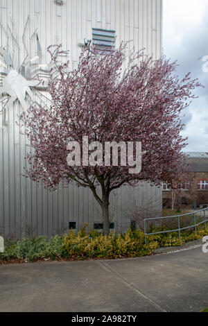 Pink flowering Myrobalan Cherry plum (Prunus cerasifera 'Nigra') tree, London SE14 Stock Photo