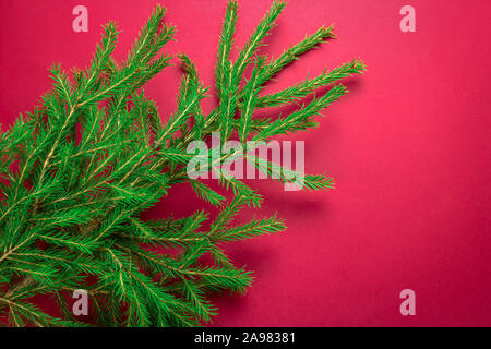 top view evergreen tree branches on a red background Stock Photo