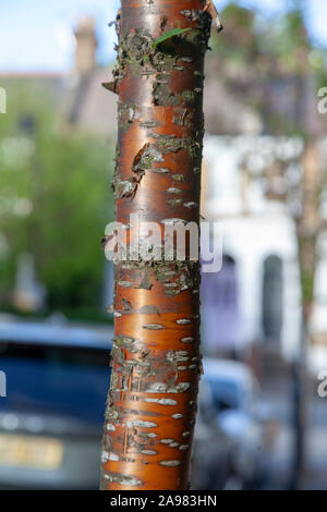 Bark of a Manchurian cherry (Prunus maackii 'Amber Beauty') street tree, London Stock Photo