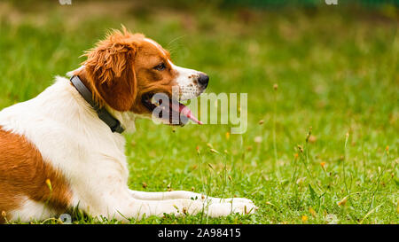 Brittany Spaniel dog lying in grass on summer day. Stock Photo