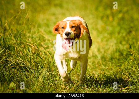 Brittany Spaniel dog running through a field. Stock Photo