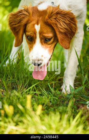 Brittany Spaniel dog lying in grass on summer day. Stock Photo