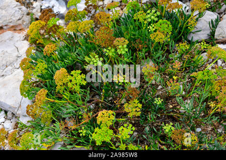 Samphire a flowering plant growing among the limestone rocks on foreshore of Adriatic sea, Croatia Stock Photo