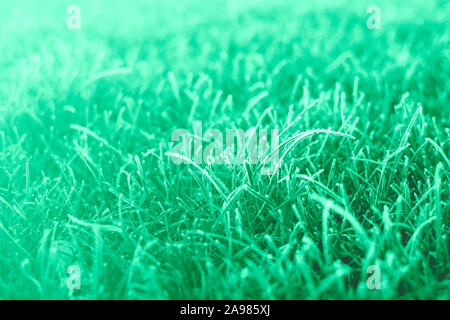 First frosts on green mint grass with beautifully falling light from the sun, late autumn. Natural background. Stock Photo