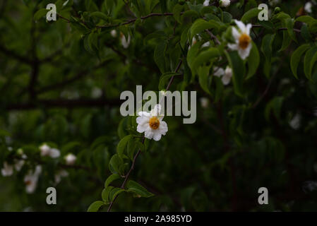 Flowers of the snuff-box tree Stock Photo