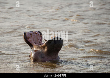 portrait of a hippo with a open mouth in isimangaliso wetland park