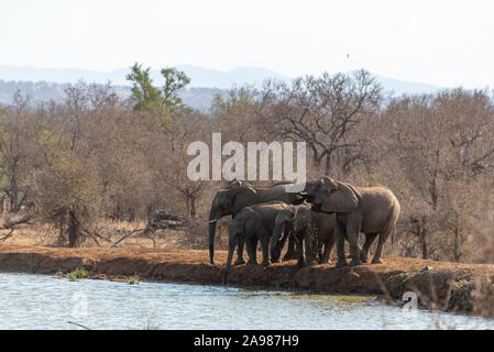 a family of elephants drinkin water out of a waterhole in hlane national park, swaziland